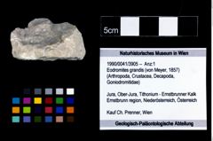 Foto (Objekt + Etikett) von Eodromites grandis (von Meyer, 1857)  (NHMW-GEO-1990-0041-3905)